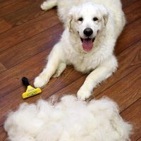 Furminator Undercoat deShedding