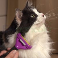 Furminator Undercoat deShedding