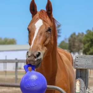 Jolly Ball 10 Pulgadas Juguete Horse🐴| Caballo