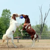 Jolly Ball 10 Pulgadas Juguete Horse🐴| Caballo - Imagen 7