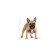 Royal Canin Bulldog Francés Adult 9 Kg Dog 🐶 | Perro - Imagen 2