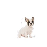 Royal Canin Bulldog Francés Puppy 3 Kg Dog 🐶 | Perro - Imagen 2