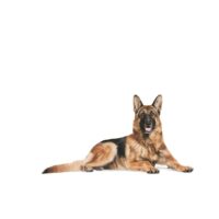Royal Canin German Ageing 5+ 12 Kg Dog 🐶 | Perro - Imagen 2