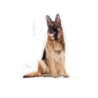 Royal Canin Maxi Adult 5+ 15 Kg Dog 🐶 | Perro - Imagen 3