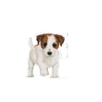 Royal Canin Mini Puppy 4 Kg Dog 🐶 | Perro - Imagen 2
