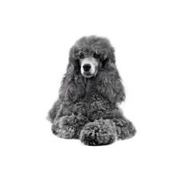Royal Cannin Renal support S 8 Kg Dog 🐶 | Perro - Imagen 2