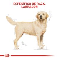 Royal Canin Labrador Adult 13.6 Kg Dog 🐶 | Perro - Imagen 2