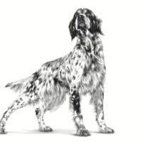 Royal Canin Gastrointestinal 7.5 Kg Dog 🐶 | Perro - Imagen 2
