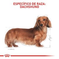 Royal Canin Dachshund Adult 1.5 Kg Dog 🐶 | Perro - Imagen 2
