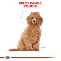 Royal Canin Poodle Puppy 3 Kg Dog 🐶 | Perro - Imagen 2