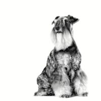 Royal Canin Urinary Small 4KG Dog 🐶 | Perro - Imagen 2